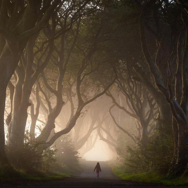 Further Space At Thornfield Luxury Glamping Pods, The Dark Hedges, Ballycastle Ballymoney Kültér fotó